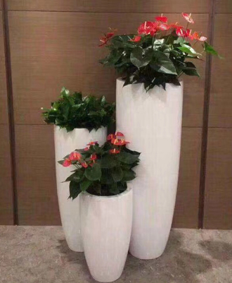 �����̻�ֲ������